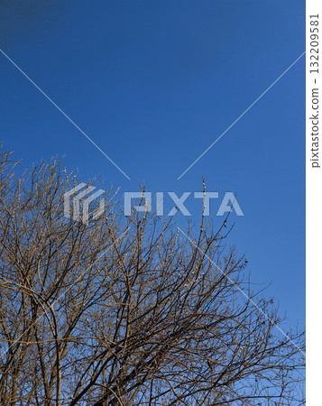 Bare branches reaching for the clear blue sky in prague for spring equinox day or easter copy space 132209581