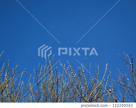 Spring branches growing towards clear blue sky in prague for spring equinox day or easter copy space 132209583