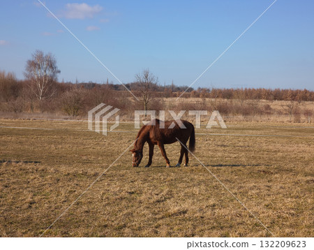Brown horse grazing in a field near prague, czechia Brown horse grazing in a field near prague, czechia 132209623