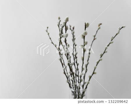 Willow branches showing new life in spring season copy space for equinox day or easter Willow branches showing new life in spring season copy space for equinox day or easter 132209642