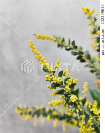 Sprigs of golden yellow flowers mimosa blooming against a neutral background mothers day 132209656