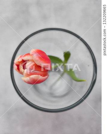 Single pink and white tulip floating in glass bowl on marble table mothers galentines day 132209665