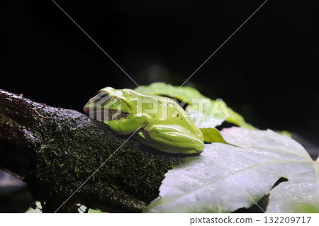 A forest tree frog resting on a tree A forest tree frog resting on a tree 132209717