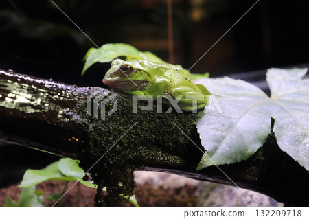 A forest tree frog resting on a tree 132209718