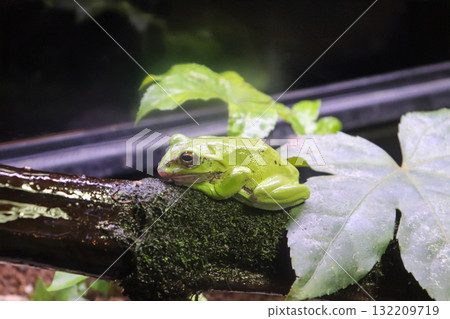 A forest tree frog resting on a tree 132209719
