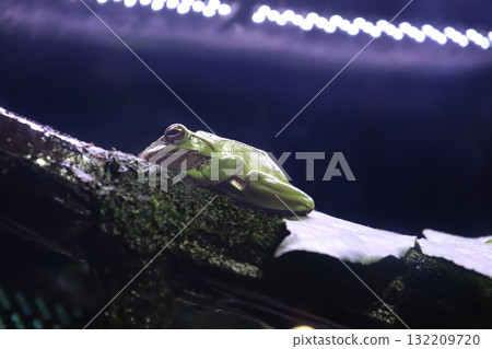 A forest tree frog resting on a tree A forest tree frog resting on a tree 132209720