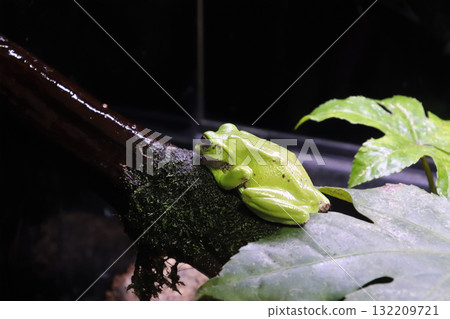 A forest tree frog resting on a tree 132209721