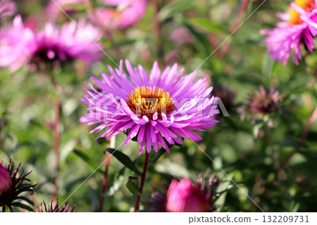 A pink and purple aster with buds in a flowerbed against a backdrop of other asters 132209731