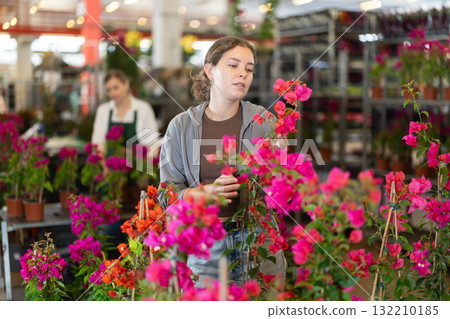 Young woman chooses bougainvillea flowers in flower shop 132210185