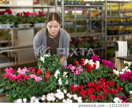 Female shopper selects cyclamen flowers at flower shop 132210269