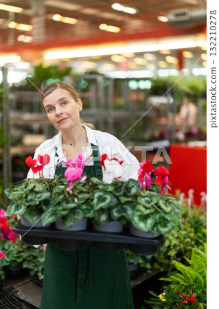 Woman flower shop employee checks pots of Euphorbia milii Woman flower shop employee checks pots of Euphorbia milii 132210278