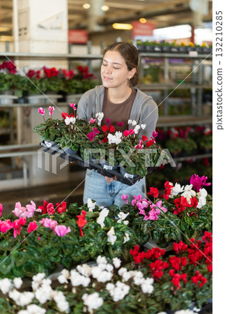 Girl works as auxiliary worker in plant store warehouse, review cyclamen 132210285