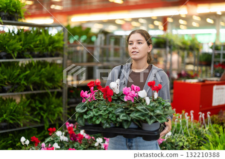 Female shopper selects cyclamen flowers at flower shop Female shopper selects cyclamen flowers at flower shop 132210388