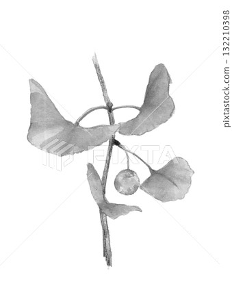 Monotone watercolor illustration of ginkgo nuts with branches and leaves [hand-drawn] White background, cutout, copy space available 132210398