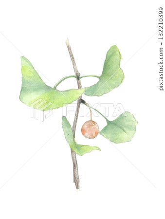Watercolor illustration of ginkgo nuts with branches and leaves [hand-drawn] on white background, cutout, copy space available 132210399