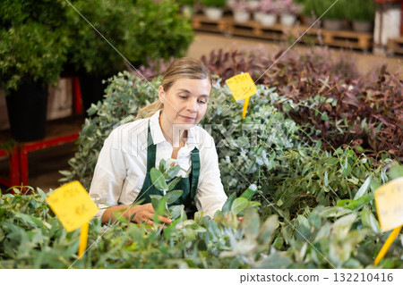 Large supply of Eucalyptus plants in warehouse flower shop, female employee work with goods Large supply of Eucalyptus plants in warehouse flower shop, female employee work with goods 132210416
