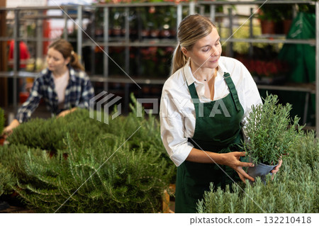 Large supply of rosemary plants in warehouse flower shop, female employee work with goods 132210418