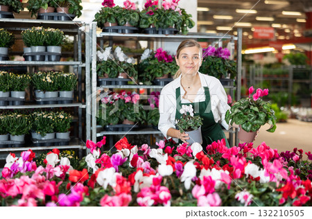 Female employee of flower greenhouse tends to cyclamen flowers 132210505