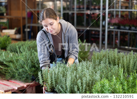 Girl works as auxiliary worker in plant store warehouse, review rosemary spicy herb 132210591