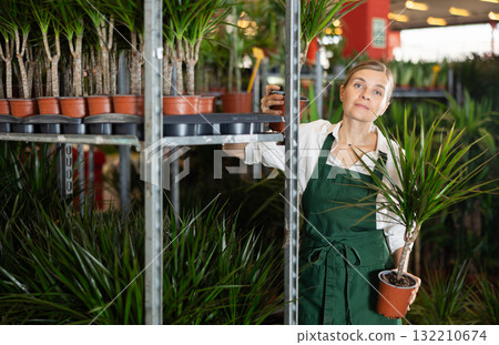 Woman flower shop employee checks pots of dracena Woman flower shop employee checks pots of dracena 132210674