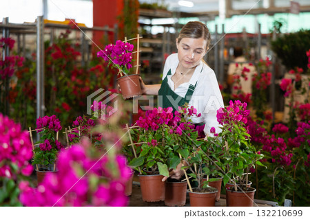 Female flower shop employee tends to bougainvillea flowers indoor Female flower shop employee tends to bougainvillea flowers indoor 132210699
