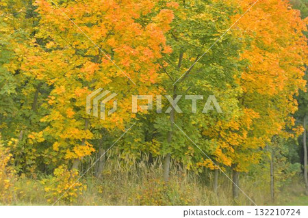 View of colorful trees in autumn. Autumn colors on trees and leaves. Golden autumn foliage on a tree. Concept of fall and approaching winter. Shallow depth of field. Macro image, close-up. View of colorful trees in autumn. Autumn colors on trees and leaves. Golden autumn foliage on a tree. Concept of fall and approaching winter. Shallow depth of field. Macro image, close-up. 132210724