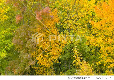 View of colorful autumn trees. Golden autumn foliage on a tree. Concept of fall and approaching winter. Shallow depth of field. Macro image, close-up. View of colorful autumn trees. Golden autumn foliage on a tree. Concept of fall and approaching winter. Shallow depth of field. Macro image, close-up. 132210726
