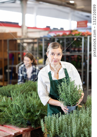 Sales assistant in retail space checks pots of rosemary. Sales assistant in retail space checks pots of rosemary. 132210899