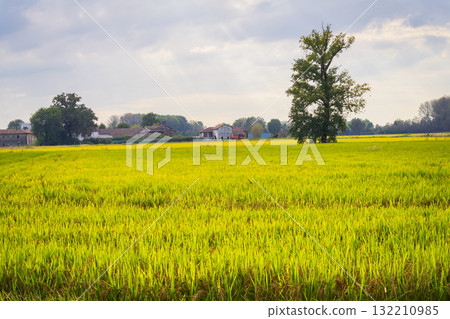 A vast golden rice field at sunrise and background farm 132210985