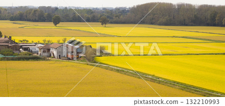 Aerial view of a vast golden rice fields in autumn and left side a farm Aerial view of a vast golden rice fields in autumn and left side a farm 132210993