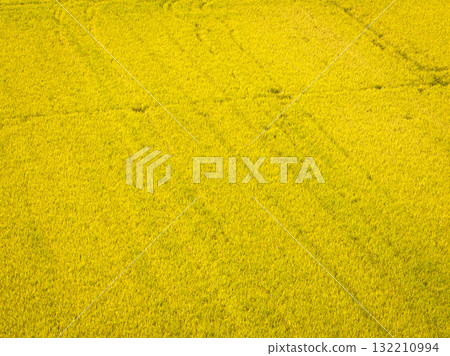 rial view of a vast golden rice fields in autumn 132210994