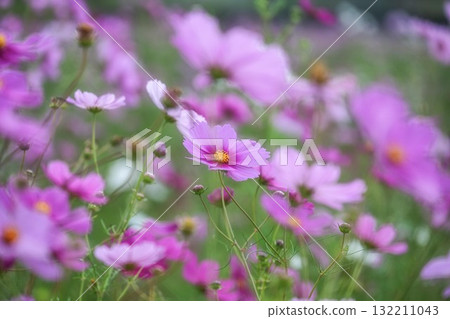 Autumn scenery with cosmos in full bloom 132211043