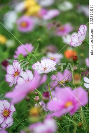 Autumn scenery with cosmos in full bloom 132211053