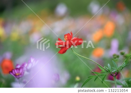 秋日大波斯菊盛開的美景 132211054