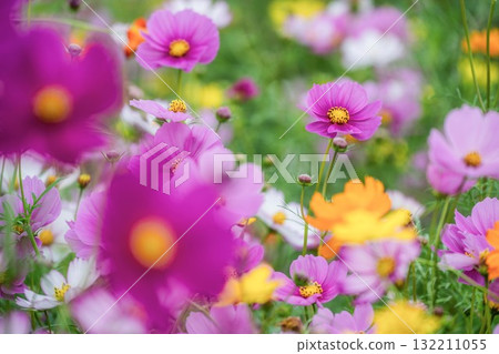 秋日大波斯菊盛開的美景 132211055