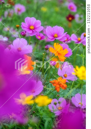 Autumn scenery with cosmos in full bloom 132211058