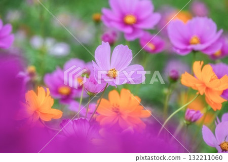 Autumn scenery with cosmos in full bloom 132211060
