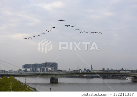 A bird key flies over the Rhine in Cologne 132211337