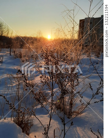 A Siberian plant, covered in frost, stands in the snow at sunrise near Lake Baikal, with a blurred residential building behind. 132211594