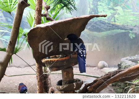 The blue of the blue jay stands out against the greenery The blue of the blue jay stands out against the greenery 132211620