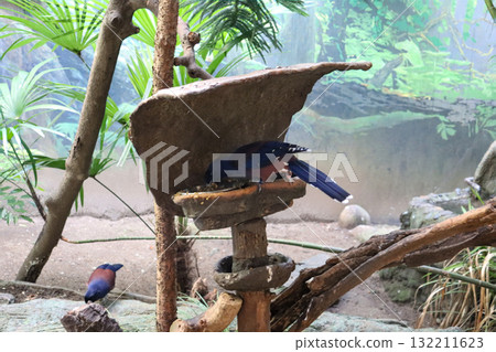 藍鴉的藍色在綠色植物中格外醒目 132211623