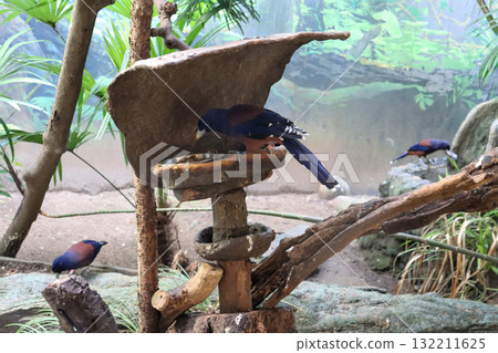 The blue of the blue jay stands out against the greenery 132211625