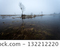 Trees in the fog in the swamps 132212220
