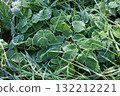 Frost on leaves and grass 132212221