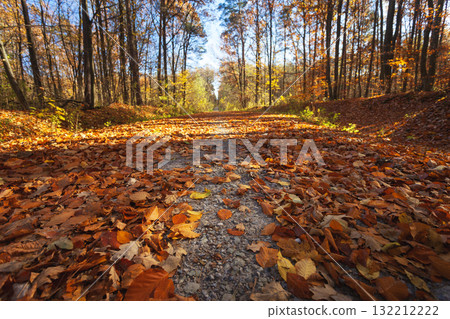 Fallen colorful leaves on a dirt road in a sunny autumn forest Fallen colorful leaves on a dirt road in a sunny autumn forest 132212222