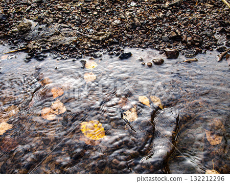 Fallen leaves on the ground in a stream. Selective focus. Fallen leaves on the ground in a stream. Selective focus. 132212296