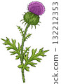 Scottish Thistle Botanical Vector Illustration with Green Leaves 132212353