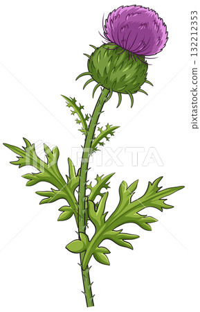 Scottish Thistle Botanical Vector Illustration with Green Leaves 132212353