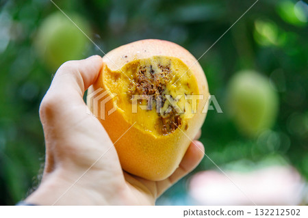 A Fresh Mango, Bright and Juicy, is Held in Hand with Delicate Biting Marks Clearly Visible 132212502