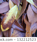 Fallen leaves in muted colors 132212523